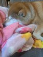 整(totonoi)&nbsp;しば犬を飼ってます！あまり懐いてないですがとっても可愛いです