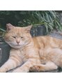 メトロ(Metro) 猫が好きです!犬ももちろん好きです!
