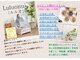 ヨサパーク クレオメ(YOSAPARK Cleome)の写真