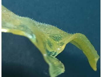 エルモーサ(HERMOSA)/産毛はこんなに生えてます！