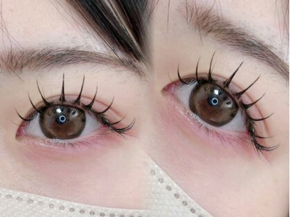 ネリネ(Nerine)の写真