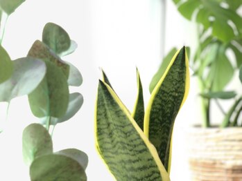整体リーフ(LEAF)/明るい店内