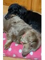 小顔整体研究所 KSラボ 岐阜店 大好きな愛犬です! 動物がだーーいすきです!