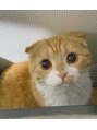 眉毛と艶肌ワックス専門店　STORY　-アイブロウ/毛穴/脱毛- 愛猫のるるちゃん♪スコティッシュフォールド女の子♀