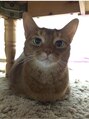 リシェル アイラッシュ 本厚木店(Richelle eyelash)&nbsp;実家のももちゃんです！猫が大好きです！もふもふがたまりません