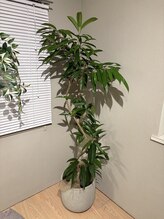 ただのばんそう整体院 吉祥寺/お気に入りの観葉植物です！