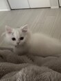 ロア(LOA) 愛猫のうにちゃんです♪どこにいくにも着いてきますw