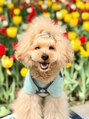 シシ(SiSi) 愛犬。日比谷公園でお散歩をした時の写真です★
