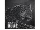 ブルー(blue)の写真