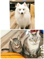 マナ(Mana)&nbsp;愛猫愛犬♪犬猫好きさん！是非お話聞かせてください！