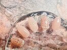 定額Bサンプル