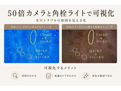ステラ(Stella)の写真