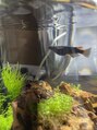 アリィ(Ali'i)&nbsp;メダカとエビ飼い始めました！めちゃくちゃ稚魚生まれてます。
