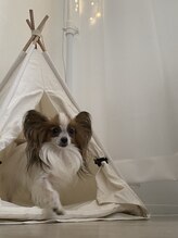 ひつじのゆめ/看板犬が在籍しております