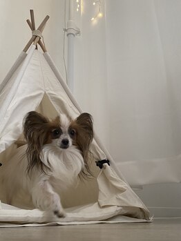 ひつじのゆめ/看板犬が在籍しております