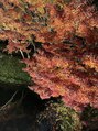 ソレア(Solea)&nbsp;秋には紅葉を見に行き、香嵐渓(愛知)の素敵な景色がおすすめです
