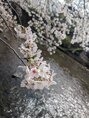 まちだ駅前鍼灸院 整骨院&nbsp;毎年桜だけは写真を撮りに行きます