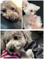 ビラ 銀座店(BILA)&nbsp;うちの愛犬のトイプー3匹♪可愛すぎてたまらん～♪笑