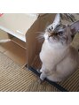 バランス シンプルネイルアンドアイラッシュ 新札幌店(balance) 実家のネコ。多分嫌われてます…（笑）