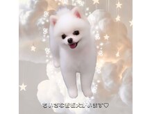 ちいさな看板犬がいます＊なでなでが大好きです＊