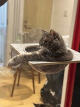 サロン ド アンティーク(Salon de Antique*)/さばくん