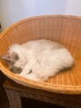 王様の昼寝 浦和店 猫派です。ぬいぐるみみたいで可愛いですよね♪
