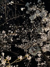 ヨサパーク エリー 富雄(YOSA PARK ellie)/サロンの近所の桜が咲いた(o^^o)