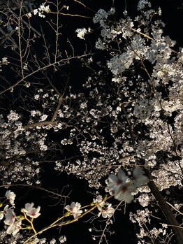 ヨサパーク エリー 富雄(YOSA PARK ellie)/サロンの近所の桜が咲いた(o^^o)