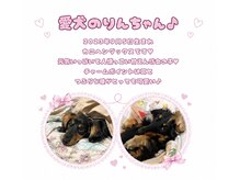 アヤネイル(ayanail)の雰囲気（当店の愛犬りんちゃんです^_^運がよければあえるかも(o^^o)）
