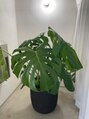 メナードフェイシャルサロン ミニヨンモーヴ沖野&nbsp;東刈谷の加藤プランツさんで購入したモンステラ