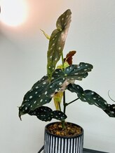 ヴィヴィオドット(vivio.)/店内の植物たち