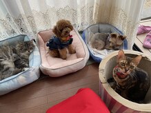 ヨサパーク メリア 奈良北(YOSA PARK MERIA)/わんにゃんとのふれあい