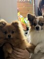 アイネイルズ 横浜EAST店(I-nails)&nbsp;実家の犬たちです！右の犬は絶対にカメラを見ません汗