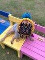 シャルモア(CHARMOA)&nbsp;愛犬です♪おすすめの情報とか教えてもらえると嬉しいです＾＾