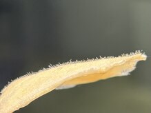 ハリウッドブロウリフトワクシー 渋谷(HOLLYWOODBROWLIFT WAXYYY.)/産毛ごっそり！艶肌 FACE WAX！