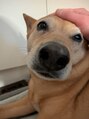 ジョーヌ(JAUNE) 我が家の癒し担当。毎日ありがとう!