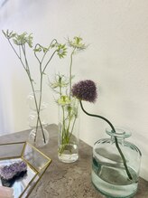 ヴィヴィオドット(vivio.)/店内の植物たち