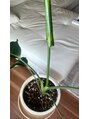 ファミリー(Family) 新しい芽が出て葉が開きそうな時、嬉しくなります★