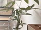 リフィーテ 岡本 摂津本山(Lefite)の写真