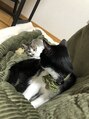 ルポ(repos)&nbsp;我が家の毛玉達です(=^x^=)！
