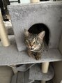 シータ(Siita)&nbsp;愛猫です＾＾
