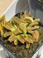 シュハル(Shuharu) 自然が好きで小さな植物も育てています☆