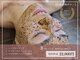 ワールドビューティー(World Beauty)の写真