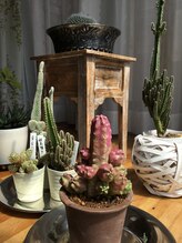 ウララカ(uraraka)/サボテン