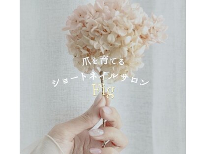 フィグ(Fig)の写真