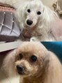 ナグヨガスタジオ 則武新町店(NAG YOGA STUDIO)&nbsp;二匹のトイプーを飼ってます！天使でいつも癒されております♪
