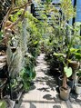ゴコチ(5cochi)&nbsp;観葉植物大好き♪ウンベラータ、アルテシマ、センナ育ててます＊