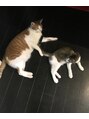 ルラ 池袋東口店(LULA) 保護猫♂茶トラと♀MIX。すっかり猫派♪