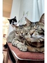 癒し日和 プラスにゃんこ 行徳店&nbsp;スギタ(♀ 