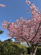 さら紗/河津桜